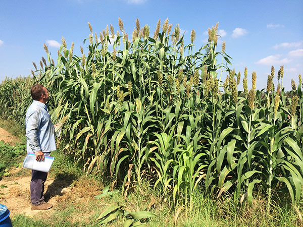 El sorgo empieza a cultivarse en Galicia por los daños del jabalí en fincas de maíz